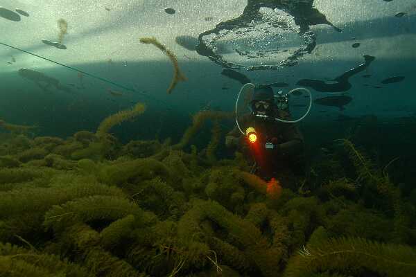 Luftblasen unter dem Eis