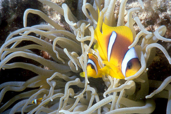 Anemonenfisch