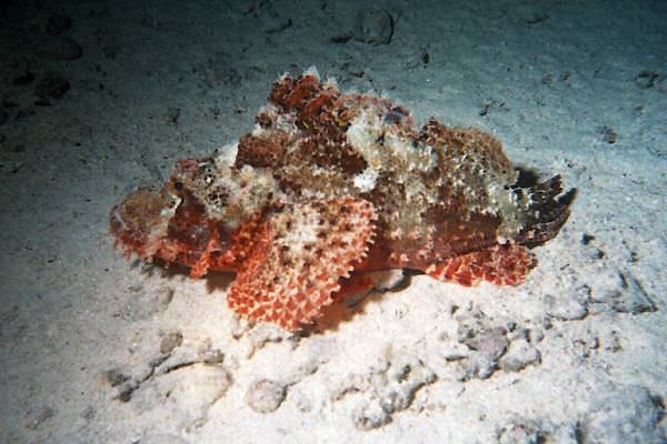 gro�er Drachenkopf