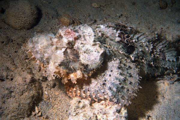 gro�er Drachenkopf