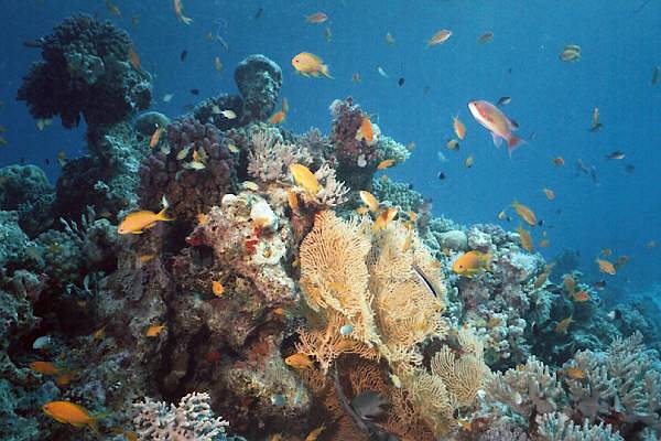 Korallenriff