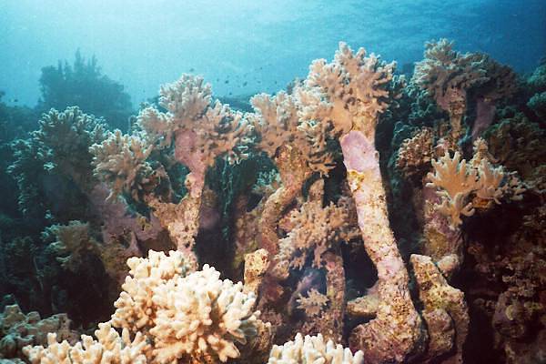 Korallenwald