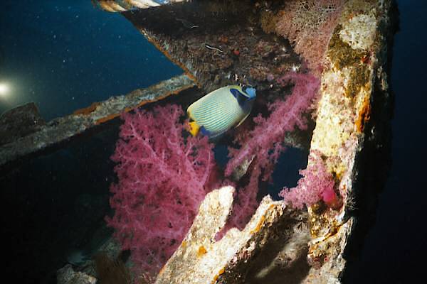 Kaiserfisch am Leichten