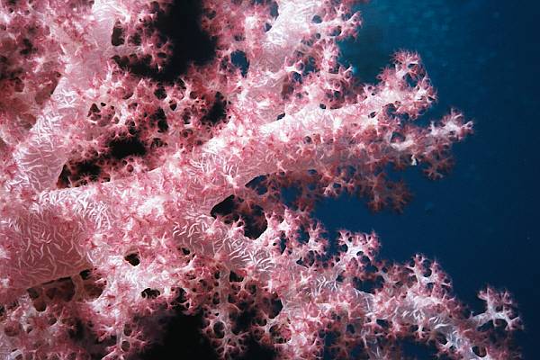 Lederkoralle