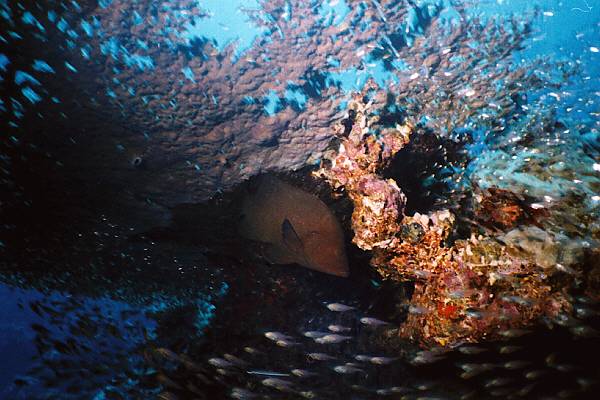 Tischkoralle mit Zackenbarsch