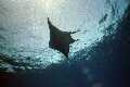 Manta