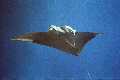 Manta