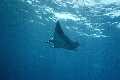 Manta