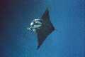 Manta