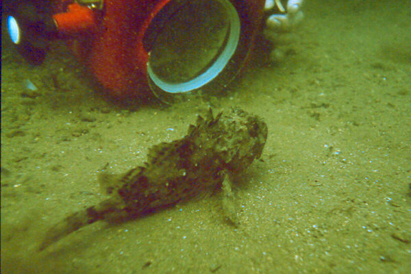 Drachenkopf mit Fotograf