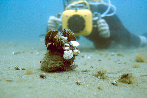 Schnecke mit Fotograf