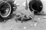 Foto-2x-Krabbe