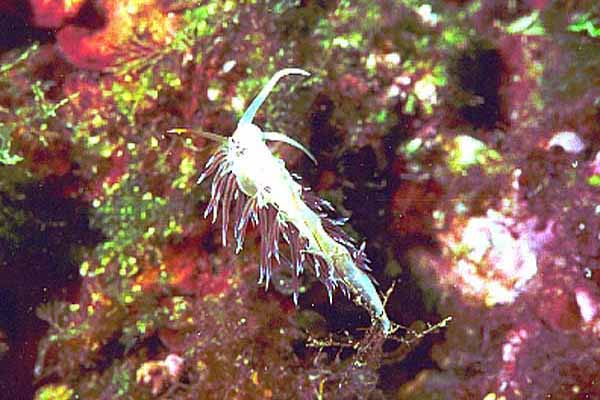 weisse Nacktschnecke