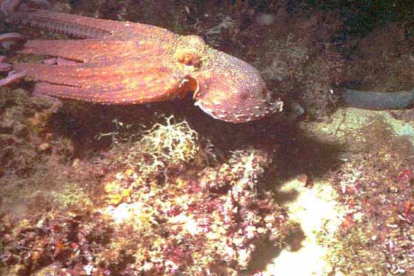 schwimmender Oktopus