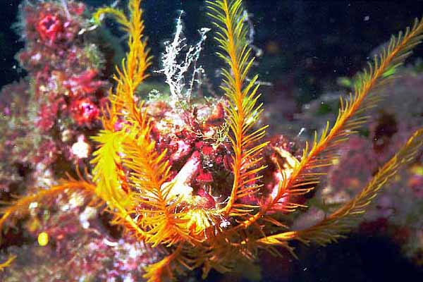 gelber Fadenseestern