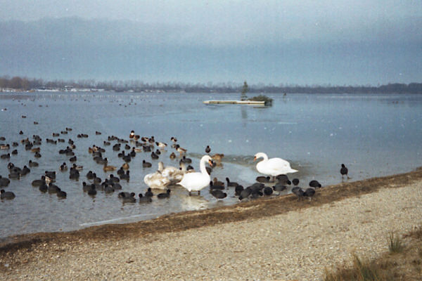 Kulki`s Enten und Schw�ne