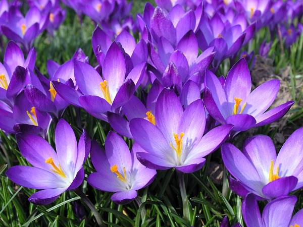 p�nktlich zum Fr�hlingsanfang im M�rz 2004 ...