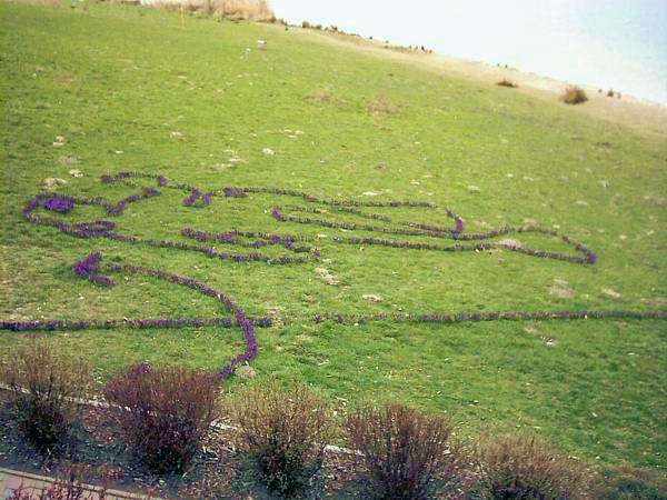 bl�hender Krokus-Taucher