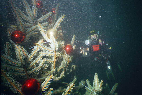 Unterwasser - Weihnachtsbaum
