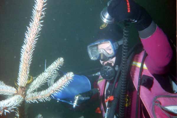 Video-Weihnachtsmann