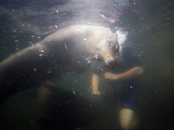 Tauchen mit Seeb�ren im Leipziger Zoo