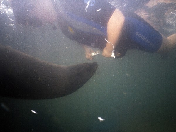 Hering als Belohnung