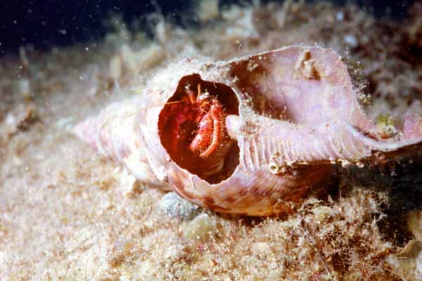 Spitzhornschnecke mit Einsiedler